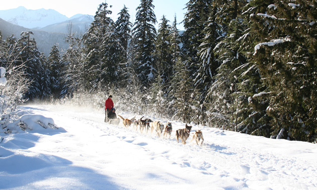 A dog sled from Revelstoke Dogsled Adventures leads guests through wonderful scenery along a snowy trail.