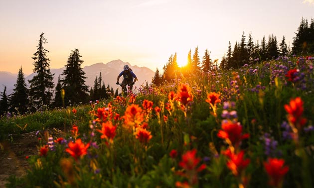 Scenic photo of wildflowers in foreground, with sun setting in background and bike rider. 