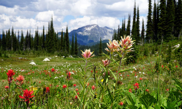 Wildflowers in bloom, with scenic backdrop of mountains. 