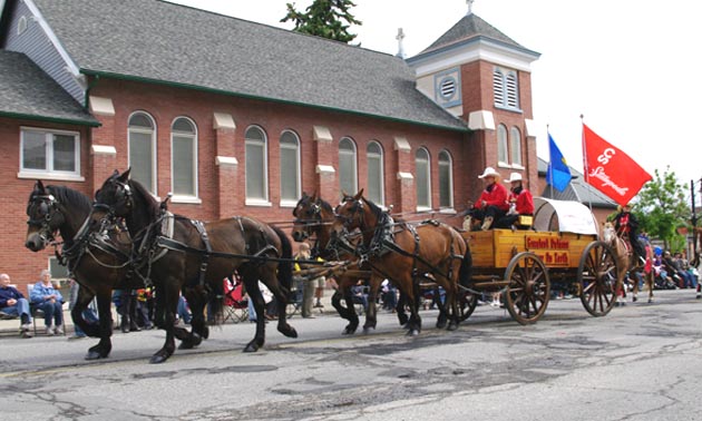 Horse and wagon at Sam Steele Days parade. 