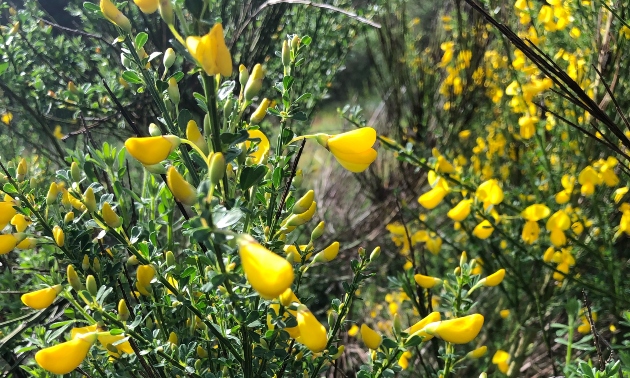 yellow scotch broom flowers