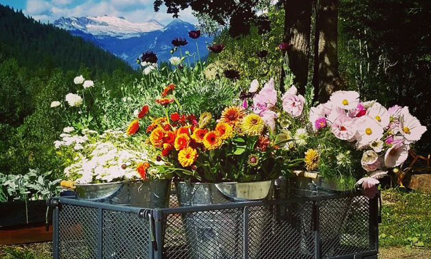 Wagon full of cut flowers. 