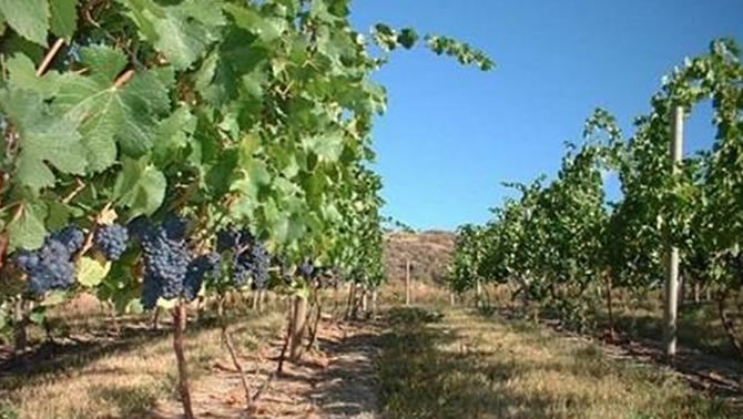 Skimmerhorn Winery and Vineyard, Creston, B.C. 