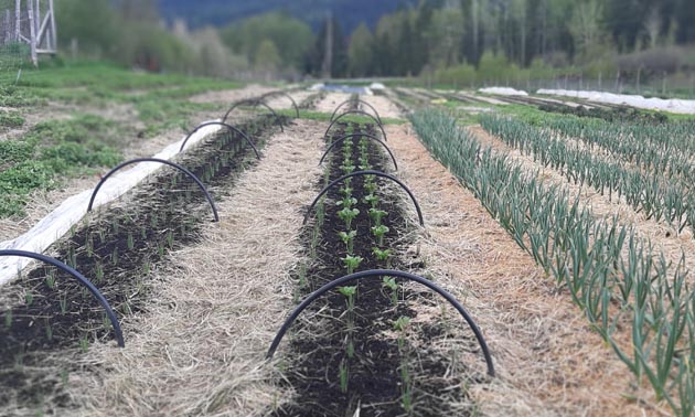 Rows of garden beds. 