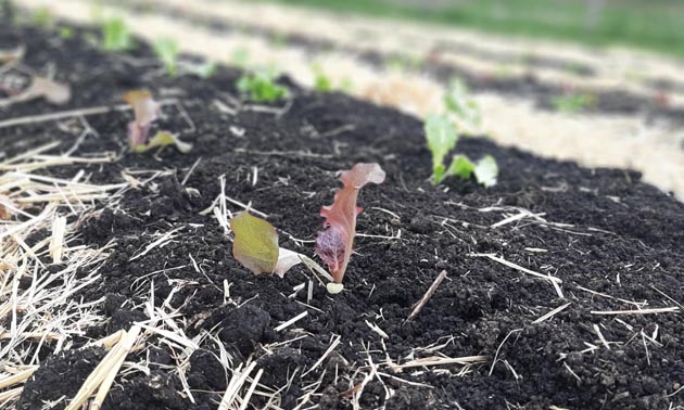 A row of lettuce growing in a garden bed. 