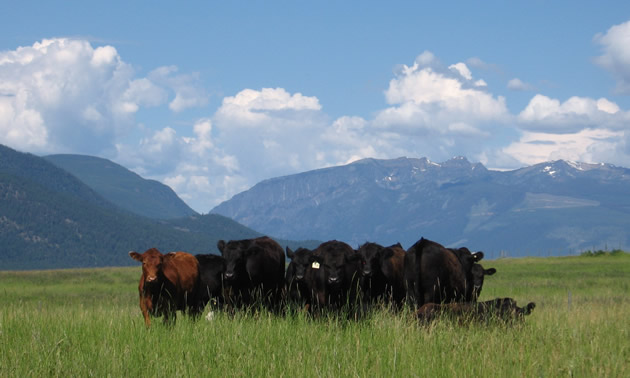 Ear-tagged cattle on sunny grassland with a mountain range in the background