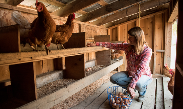 Terra Firma Farms, Revelstoke | Kootenay Business