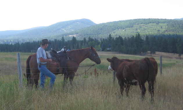 Cowboy, horse and steer, on grassland with mountain range in the background