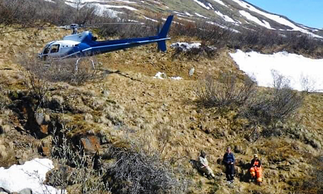 Terwoort sitting on hillside, blue and white helicopter in background. 