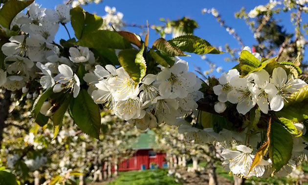 Close-up of cherry blossoms on trees. 