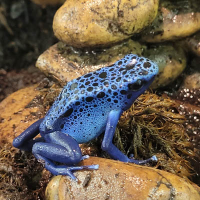 Blue spotted frog at Wild Wonders Insectarium. 