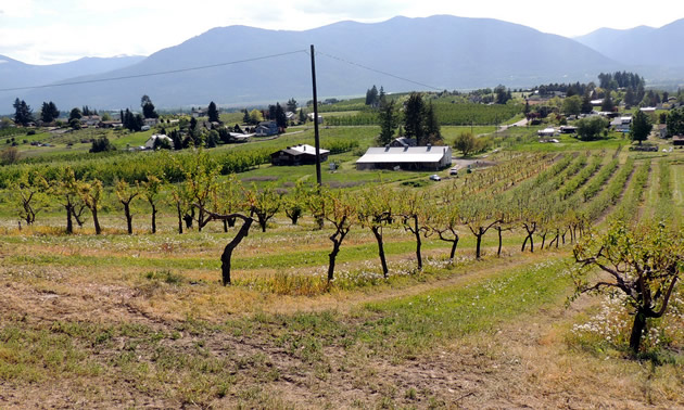Rows of fruit trees at JRD Farms look picturesque under blue skies and surrounded by mountains.