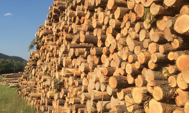 Piles of logs lined up along the road. 