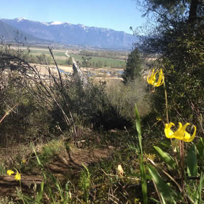 Yellow lilies bloom above a panoramic view of the Creston Valley.