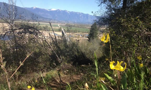 Yellow lilies bloom above a panoramic view of the Creston Valley.