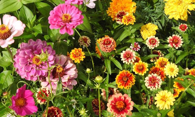 Display of cosmos, zinnia and marigold flowers. 