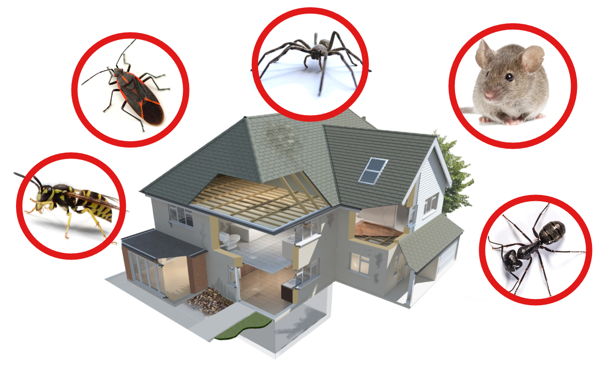 Graphic of a home with several pests in red circles around the perimeter
The 5 most common pests in the Kootenays—and how to stop them

