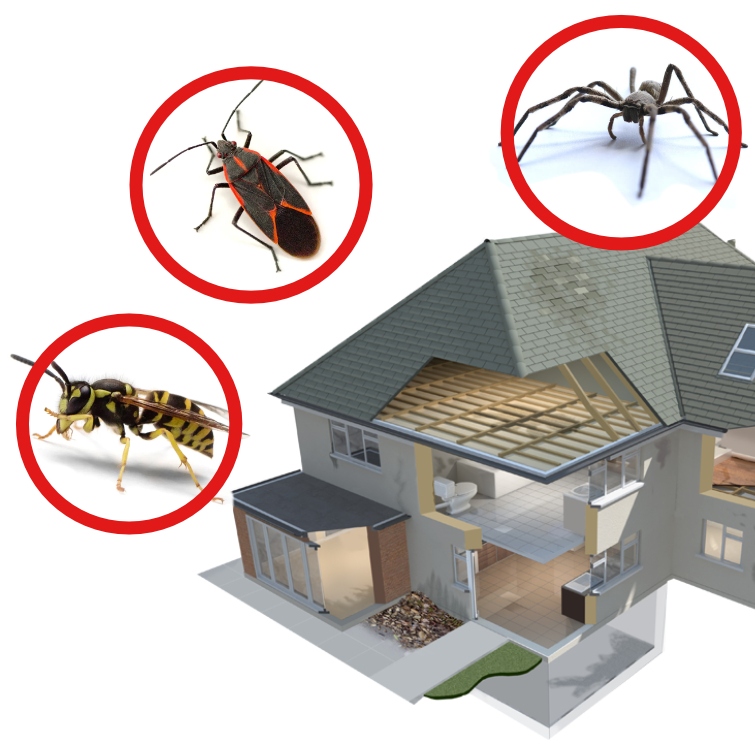 Graphic of a home with several pests in red circles around the perimeter
The 5 most common pests in the Kootenays—and how to stop them
