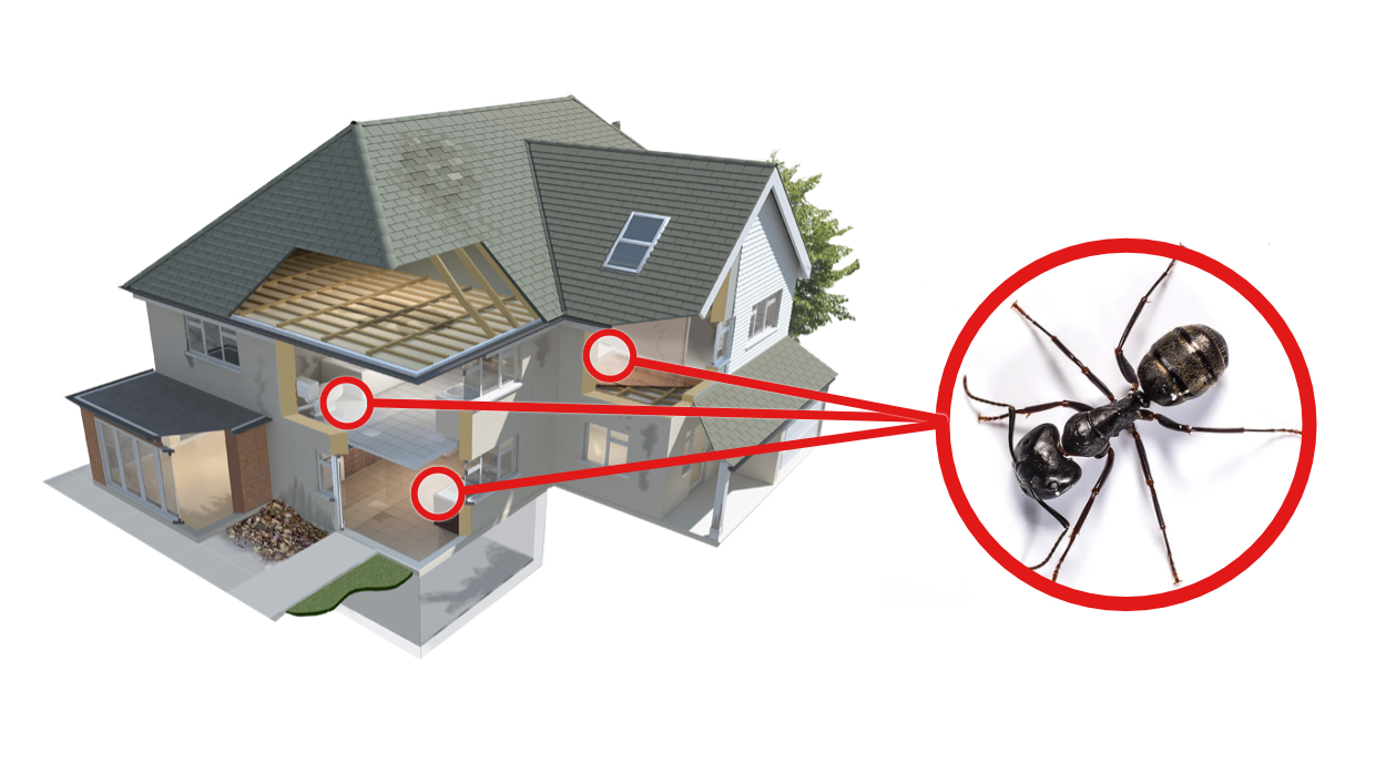 Ant in a red circle above a graphic of a house