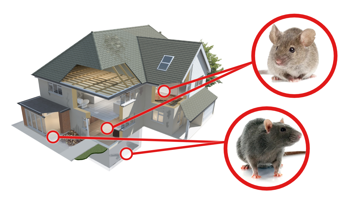 rat and mouse in red circles above a graphic of a house