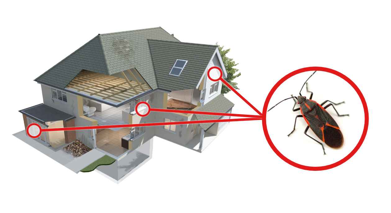 A seed bug in a red circle above an illustration of a home