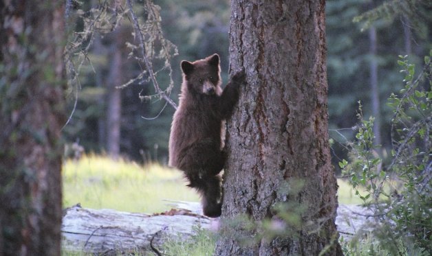 Paul Morel photographs wildlife in its natural setting.