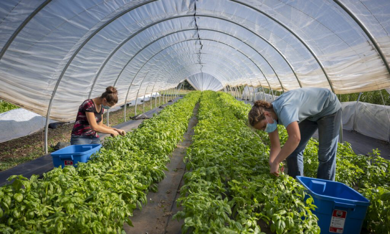 People working in a greenhouse