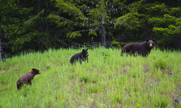 A mother black bear with her two cubs is walking across a meadow with a forest in the background.