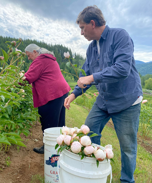 Peonies being cut on farm. 