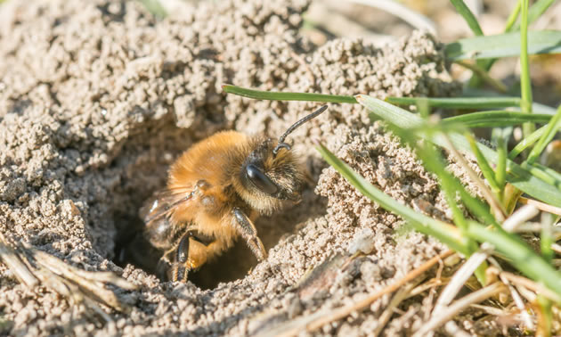 A solitary mining bee is coming out of her hole in the ground.