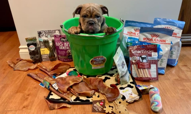 Puppy sitting in a green bucket surrounded by treats and toys