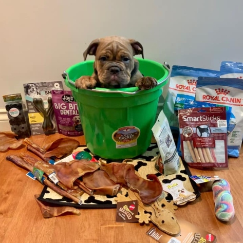 Puppy sitting in a green bucket surrounded by treats and toys
