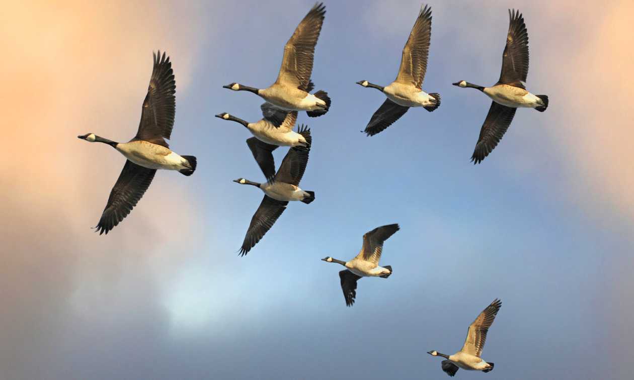 geese in a v