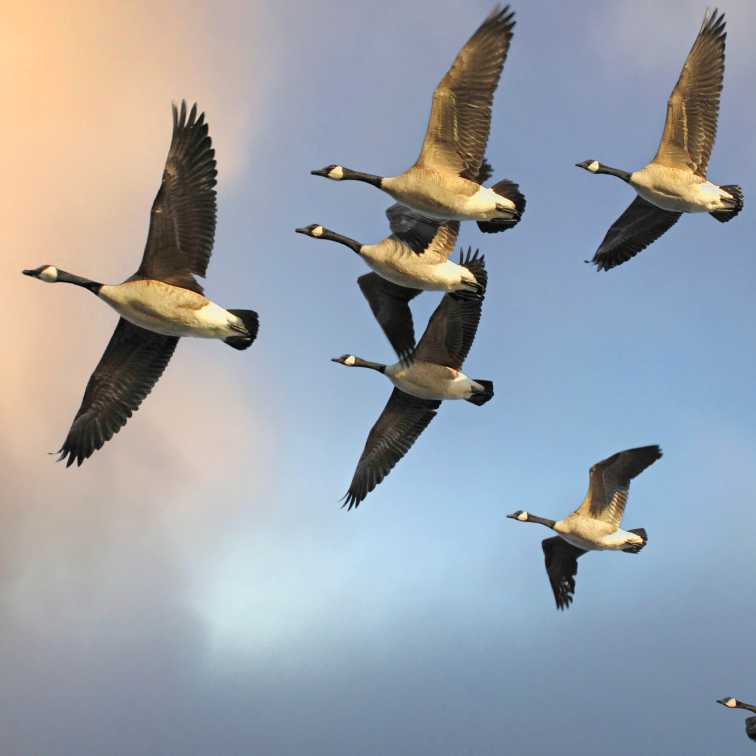 geese in a v