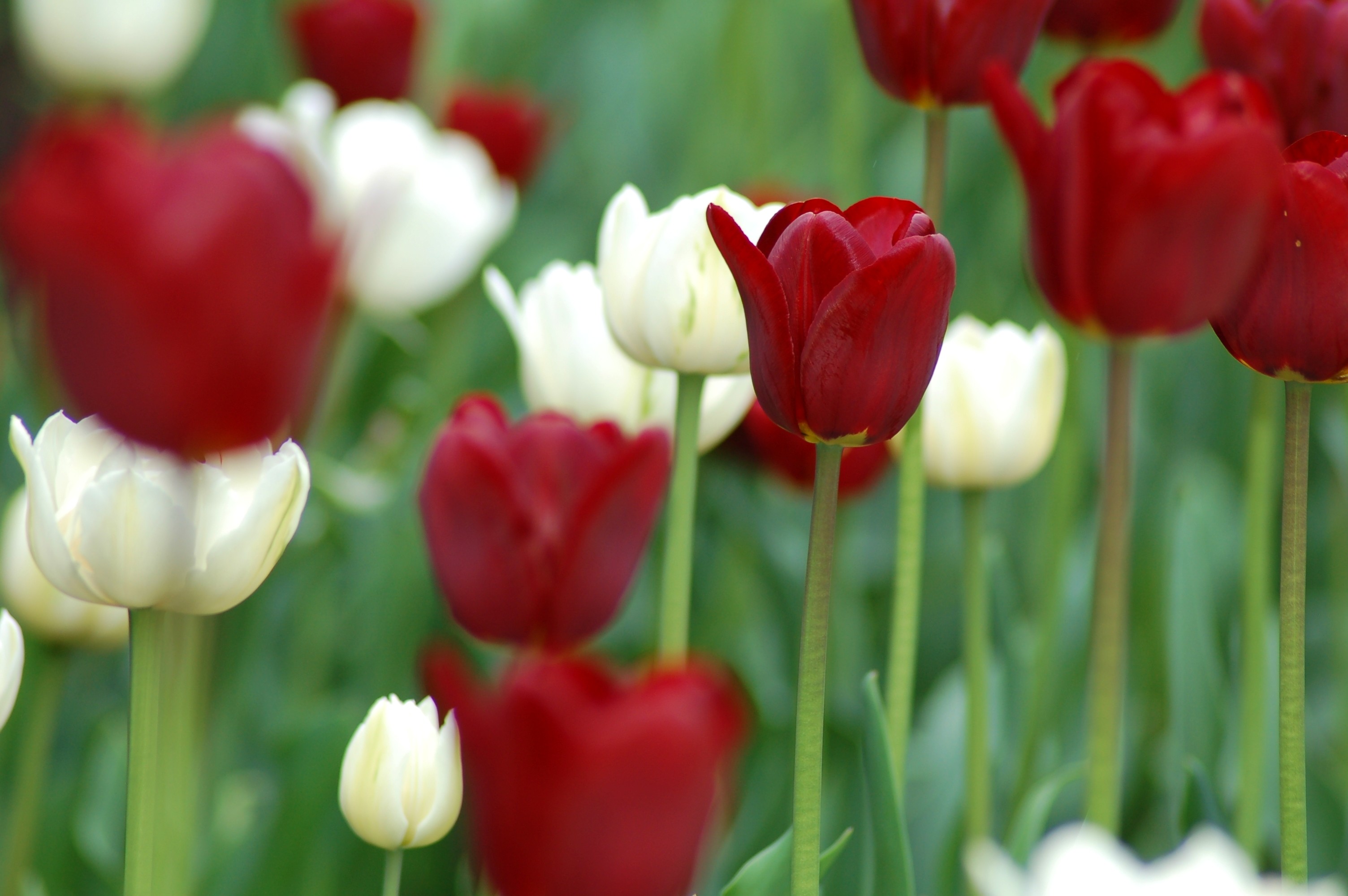 Red and white tulips, pictured here, will bloom in Fernie's EcoGarden this spring.