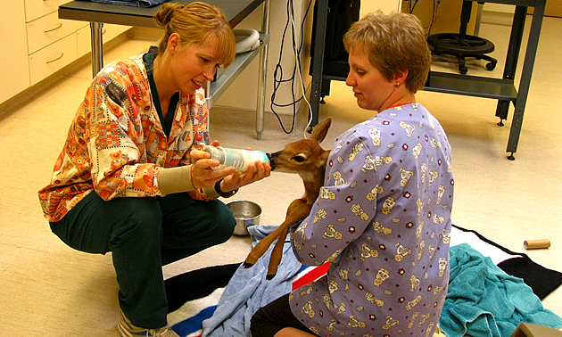 two women veterinarians feeding a fawn