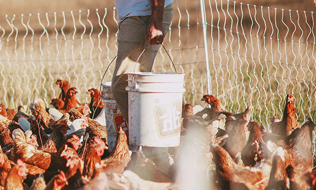 Kieran Poznikoff feeding chickens. 