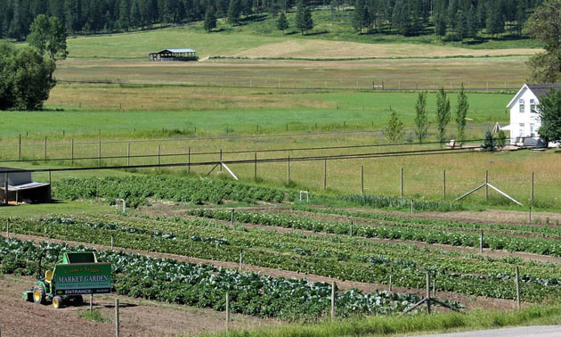 View of field with rows of garden produce, white house in distance, Corner Veggies sign near road. 