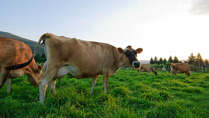 These Jersey cows are out on green pasture, which makes for healthier and more contented cows.