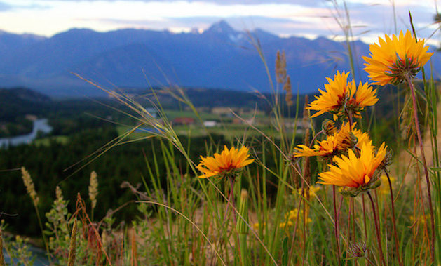 Yellow daisies in the forground, with Mt. Fisher and the steeples slightly blured in the background. 