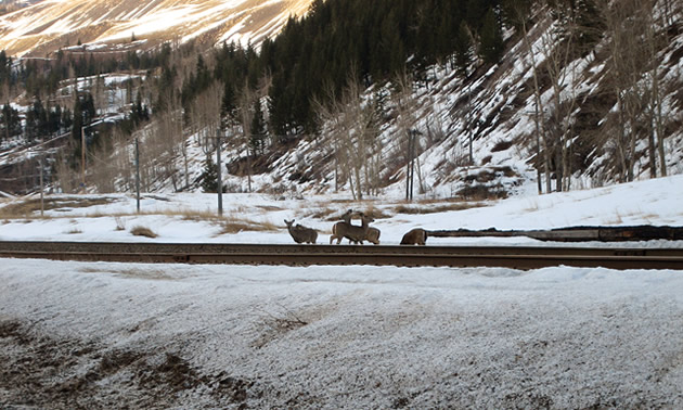 White-tailed deer are standing next to a railroad track.