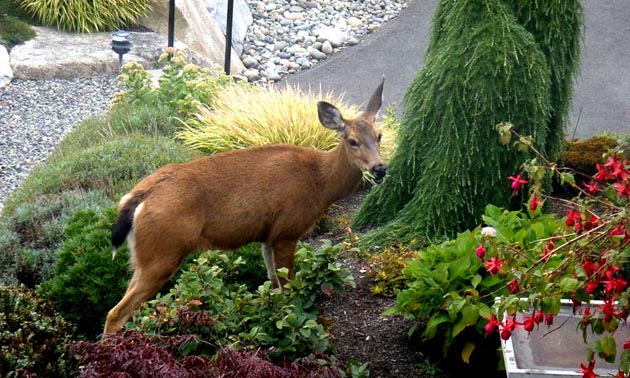 A deer munching through a residential garden. 