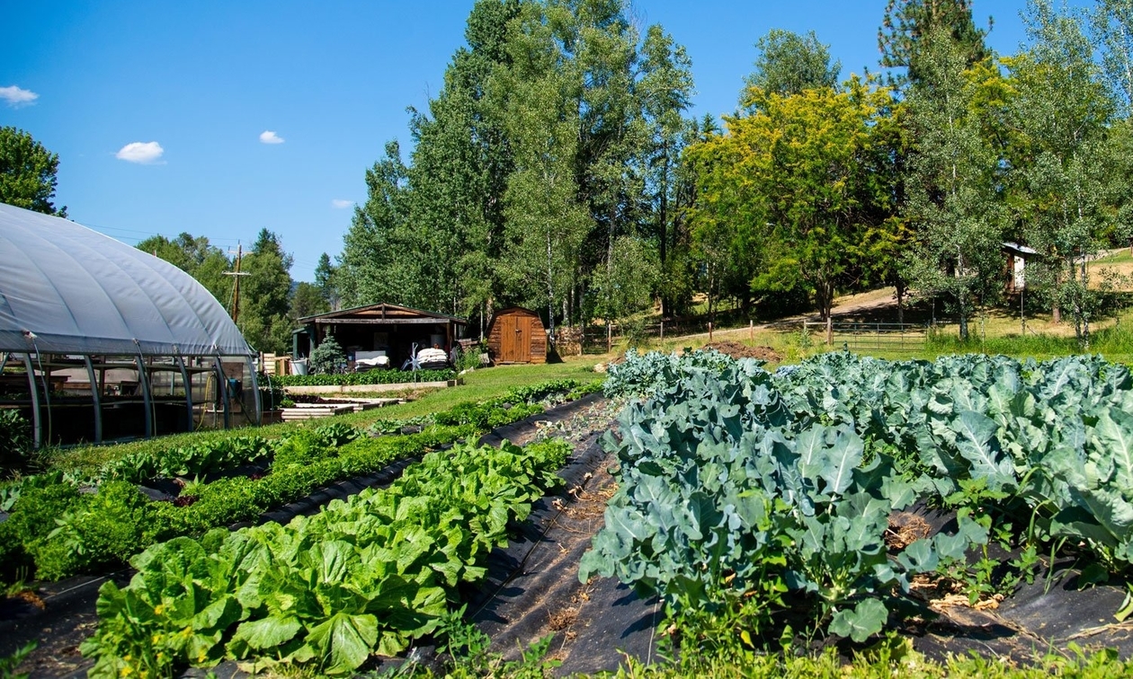 Earthy Organics farm with many plants growing on it