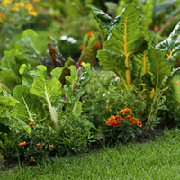Vegetables and flowers growing.