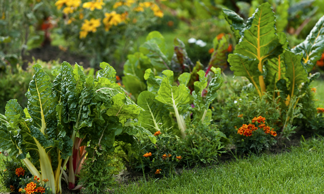 Vegetables and flowers growing.