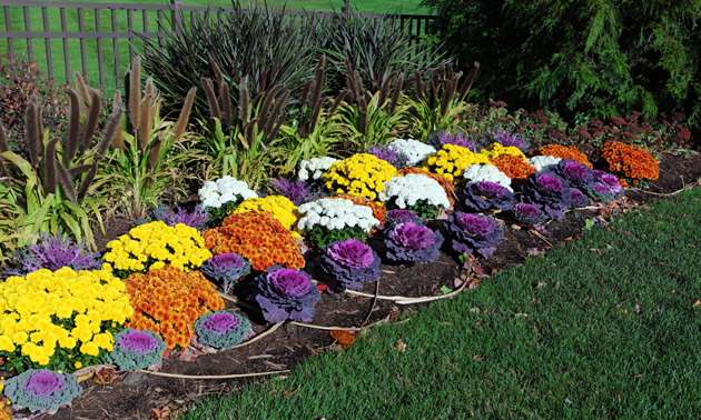 Ornamental kale is in the foreground of a traditional flower garden. The green, purple and pink kale is edible.