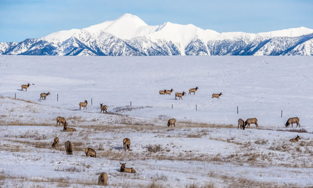 Elk graze in a snow-covered pasture with the Rocky Mountains in the background.