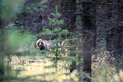 Photo of a bear in the woods