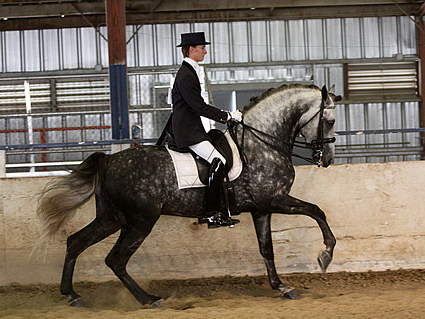 An andalusian horse doing dressage