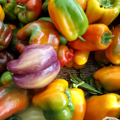 View of colourful peppers.